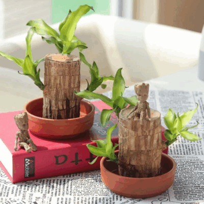brazilwood plant