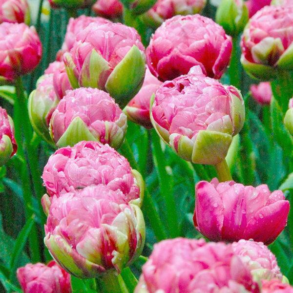10 pcs Tulip Bulbs Mixed Tulips Varieties Collection Tulips Bulbs for Gardens Spring Flowering Bulbs Ready to Plant Flower Bulbs Garden Landscape - Image 3