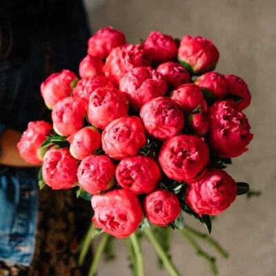 Paeonia 'Coral Sunset'