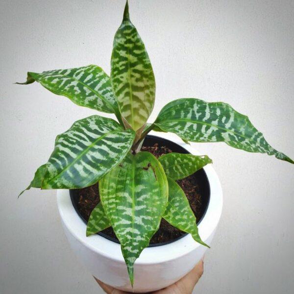 Dracaena Monstera Deliciosa - Image 4