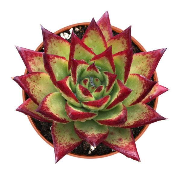 Echeveria Agavoides Lipstick - Image 4