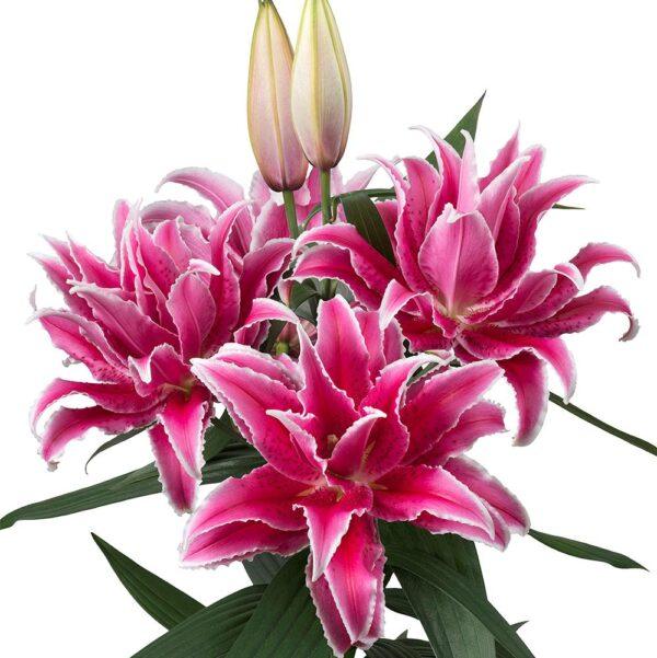 Lilium Oriental Roselily Esra