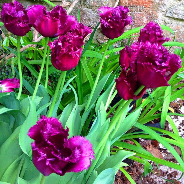 10 pcs Tulip Bulbs Mixed Tulips Varieties Collection Tulips Bulbs for Gardens Spring Flowering Bulbs Ready to Plant Flower Bulbs Garden Landscape - Image 8