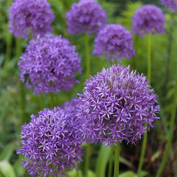 Exquisite Allium Bulbs: Elevate Your Garden with Beauty and Elegance! - Image 2