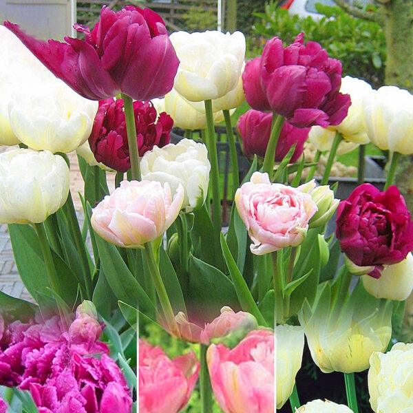 10 pcs Tulip Bulbs Mixed Tulips Varieties Collection Tulips Bulbs for Gardens Spring Flowering Bulbs Ready to Plant Flower Bulbs Garden Landscape - Image 4