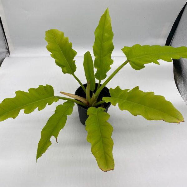 Philodendron Golden Dragon - Image 4