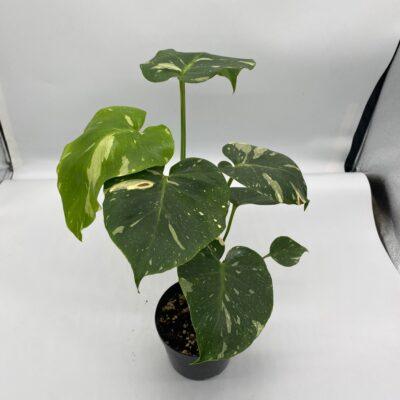 Monstera Thai Constellation