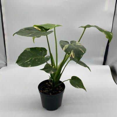 Monstera Thai Constellation