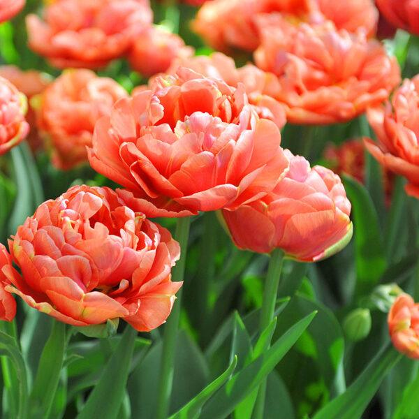 10 pcs Tulip Bulbs Mixed Tulips Varieties Collection Tulips Bulbs for Gardens Spring Flowering Bulbs Ready to Plant Flower Bulbs Garden Landscape - Image 6
