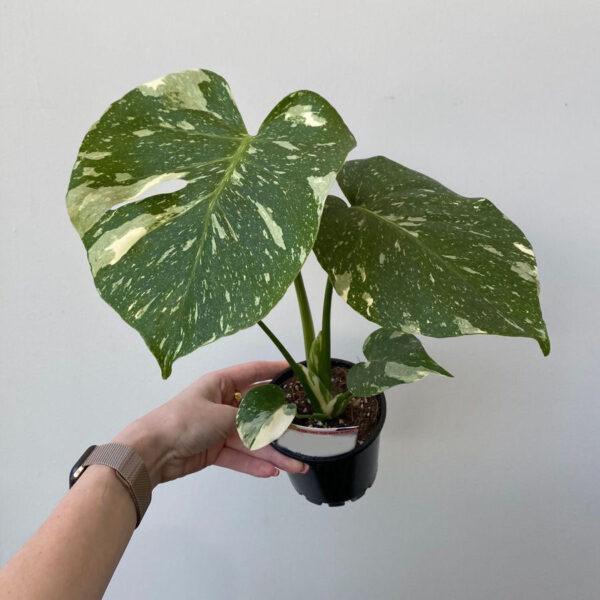 Dracaena Monstera Deliciosa - Image 5