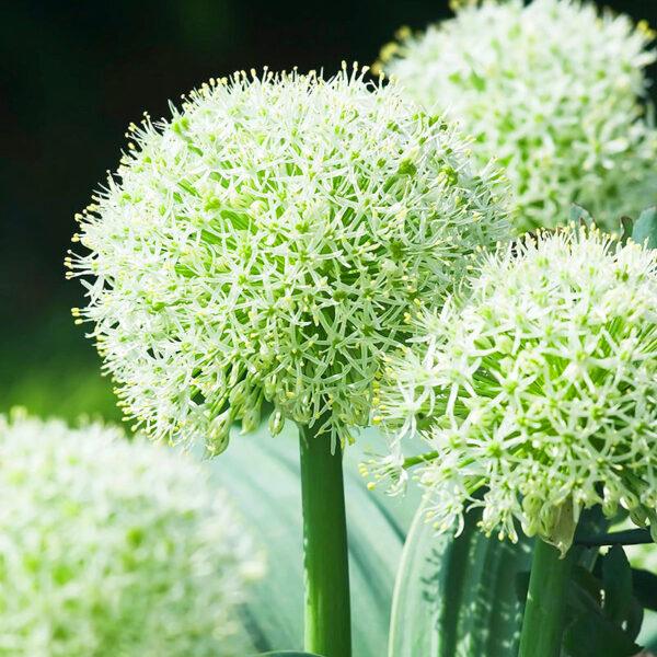 Exquisite Allium Bulbs: Elevate Your Garden with Beauty and Elegance! - Image 4