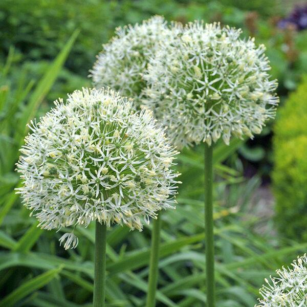 Exquisite Allium Bulbs: Elevate Your Garden with Beauty and Elegance! - Image 3