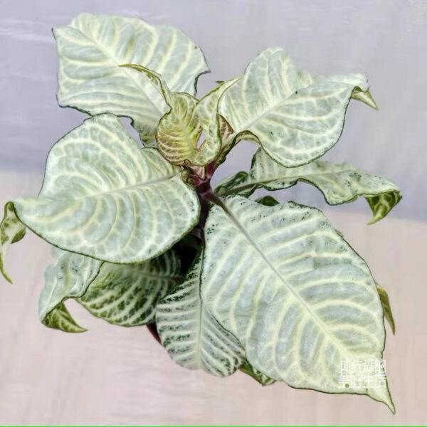 Aphelandra Snow White