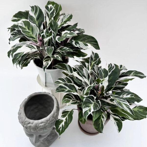Calathea Fusion white