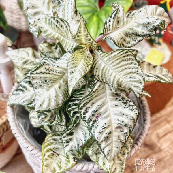 Aphelandra Snow White