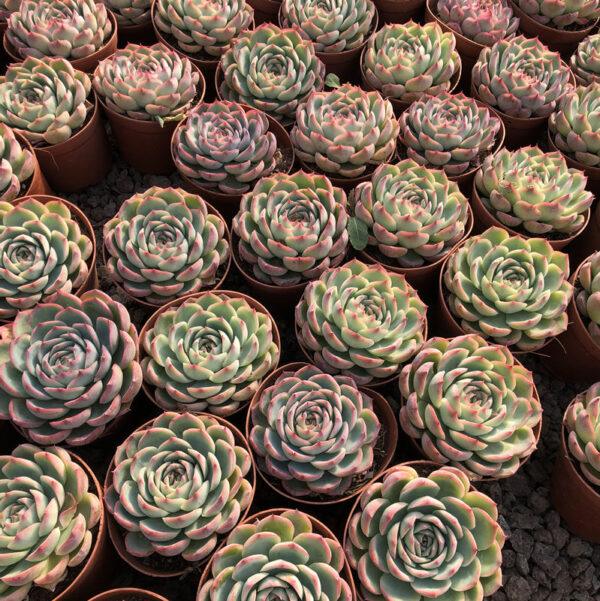 Echeveria albicans Walther 'Red Marginata'