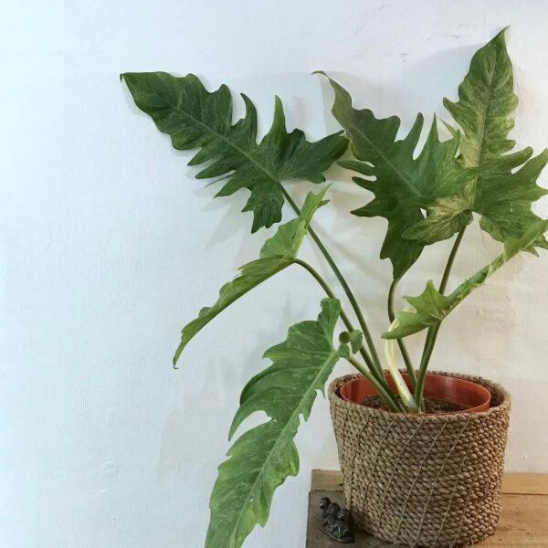 Philodendron Golden Dragon