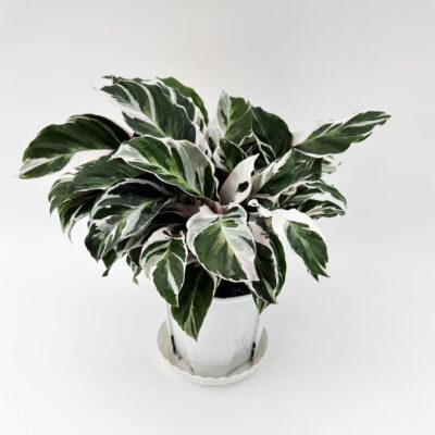 Calathea Fusion white
