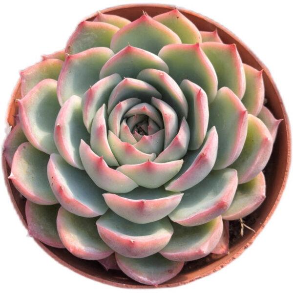 Echeveria albicans Walther 'Red Marginata'