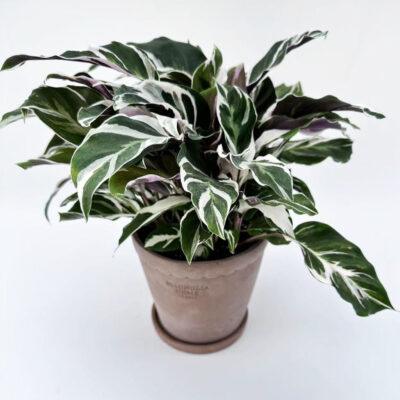 Calathea Fusion white