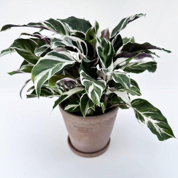 Calathea Fusion white