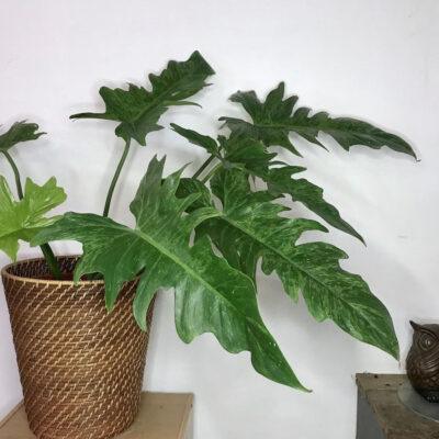 Philodendron Golden Dragon