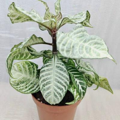 Aphelandra Snow White