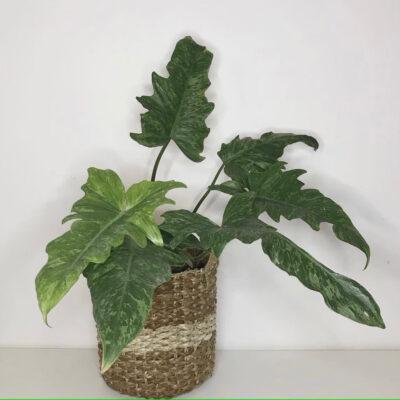 Philodendron Golden Dragon