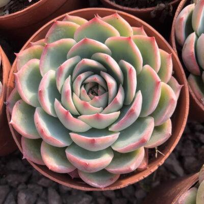 Echeveria albicans Walther 'Red Marginata'