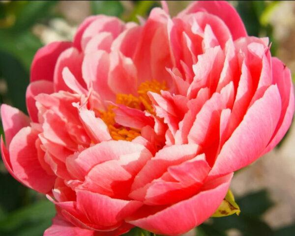 Paeonia 'Coral Sunset'