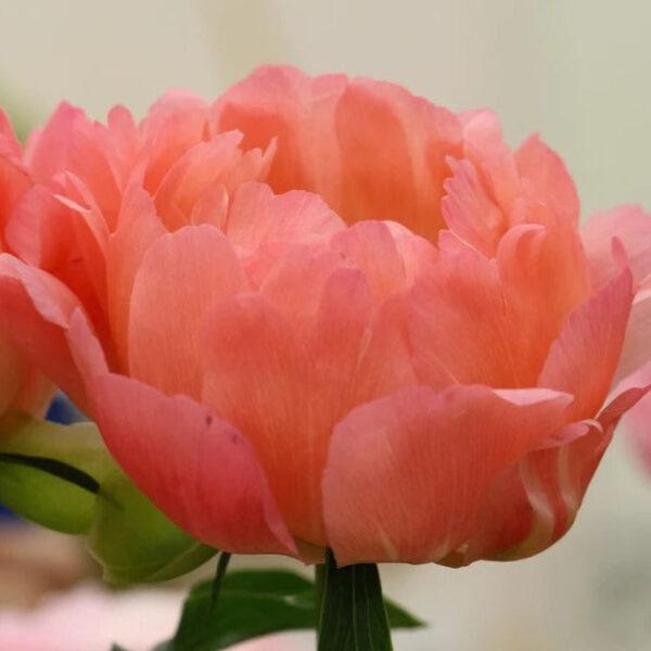 Paeonia 'Coral Sunset'