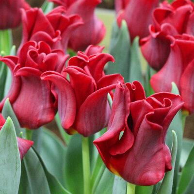 10 pcs Tulip Bulbs Mixed Tulips Varieties Collection Tulips Bulbs for Gardens Spring Flowering Bulbs Ready to Plant Flower Bulbs Garden Landscape
