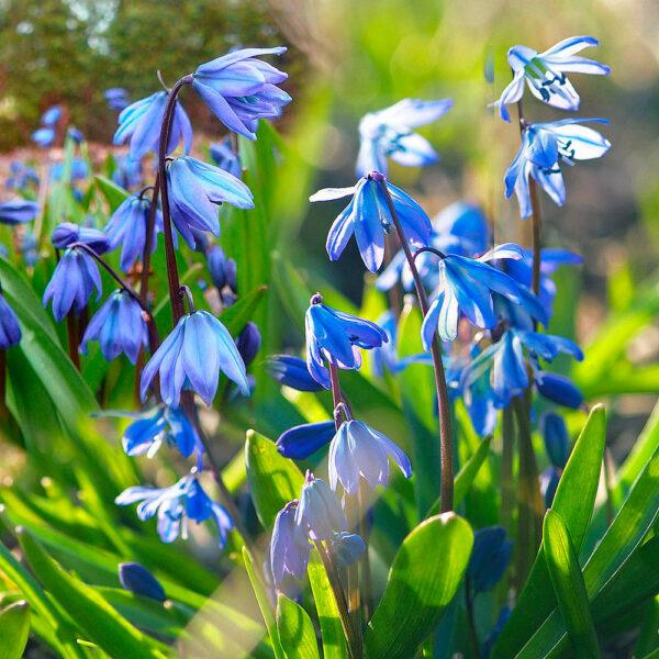 10 pcs Tulip Bulbs Mixed Tulips Varieties Collection Tulips Bulbs for Gardens Spring Flowering Bulbs Ready to Plant Flower Bulbs Garden Landscape - Image 7