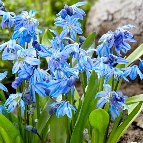 Scilla siberica