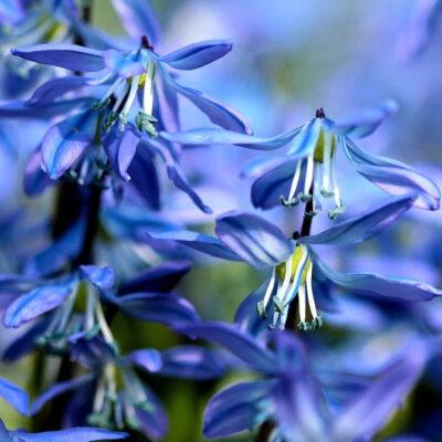 Scilla siberica
