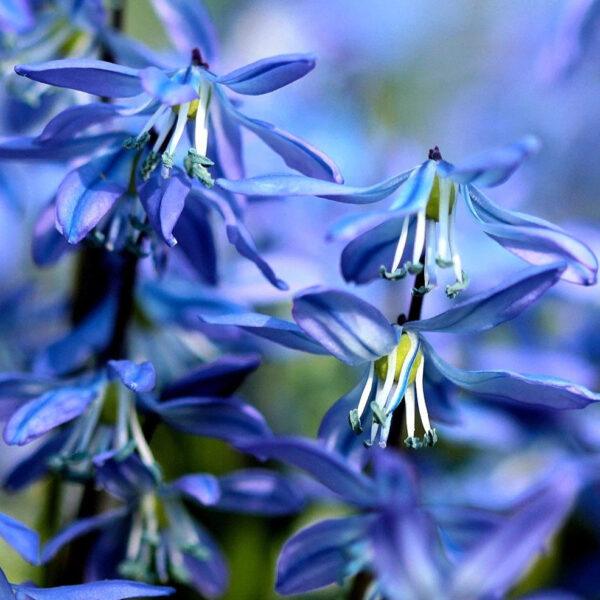 Scilla siberica
