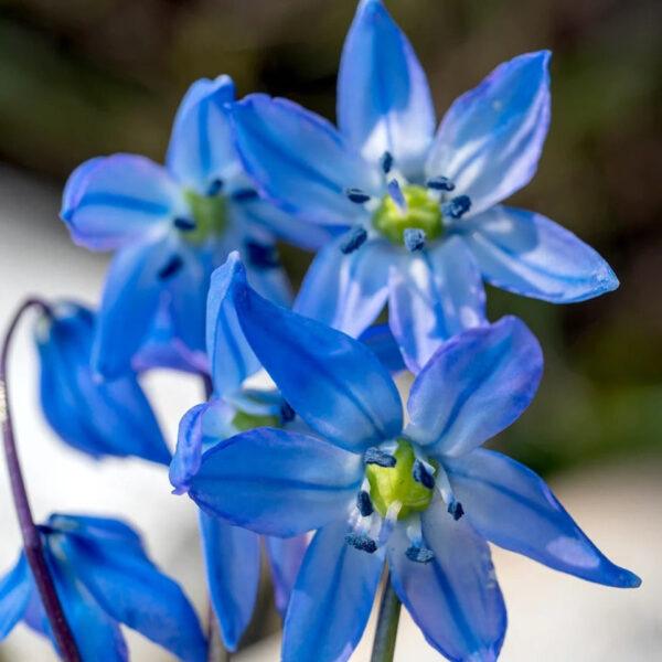 Scilla siberica