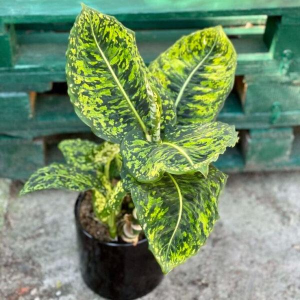 Golden Crocodile Philodendron Monstera Deliciosa - Image 2
