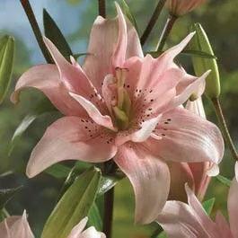 Double Lilium Asiatic Elodie