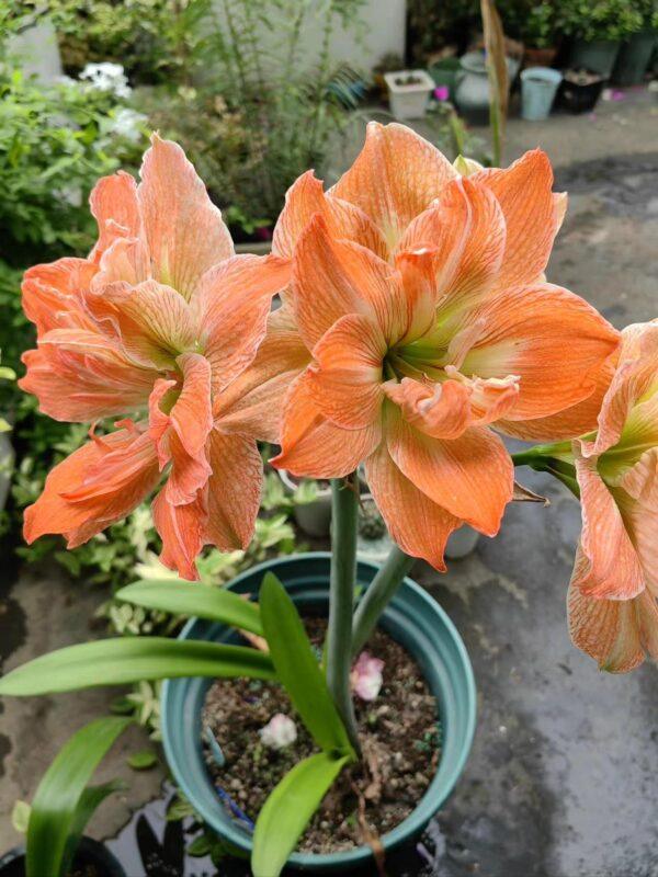 Amaryllis Perennial Bulb Bulk for planting - Image 6