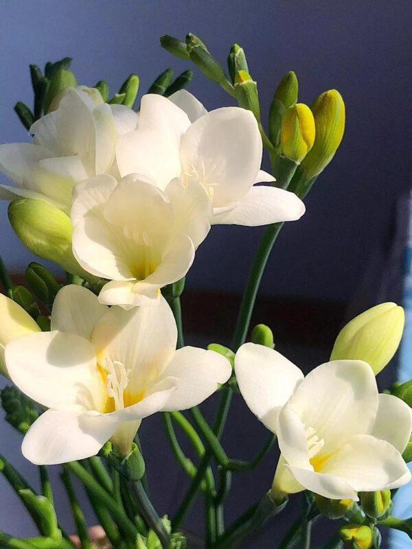Freesia Bulbs Flower Bulbs for Planting - Image 4