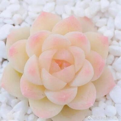Graptoveria ‘Bashful’