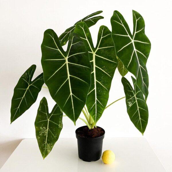 Alocasia Polly Elephant Ear - Image 3
