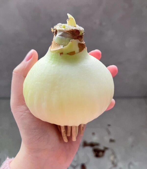 Amaryllis Perennial Bulb Bulk for planting - Image 7