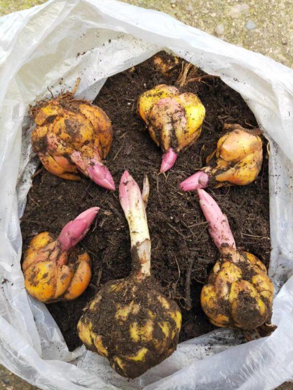 Lily Bulbs for Planting 3 pcs Indoor and Outdoor - Image 9