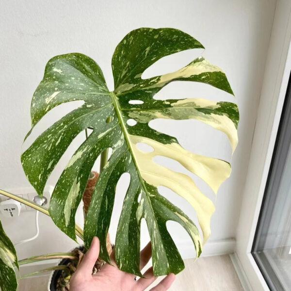 Monstera Albo Borsigiana
