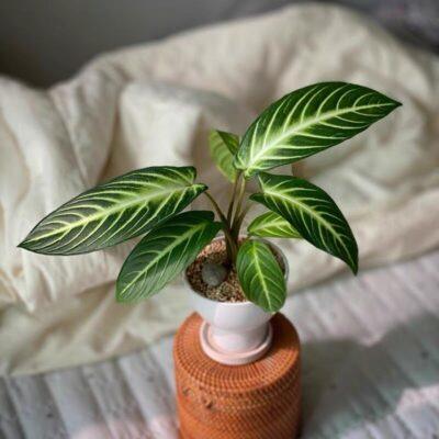 Dracaena,Monstera Deliciosa