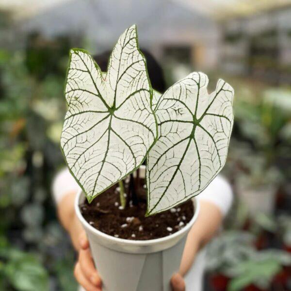 Golden Crocodile Philodendron Monstera Deliciosa - Image 3