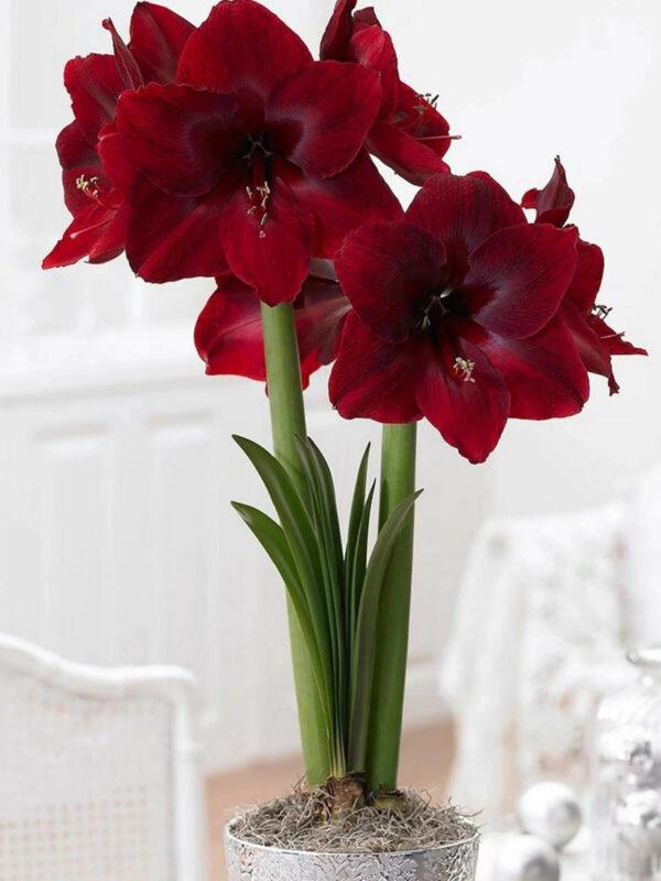 Amaryllis Perennial Bulb Bulk for planting - Image 9