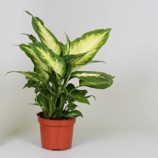 Dracaena Monstera Deliciosa - Image 3
